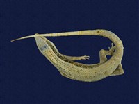 藏品(長尾南蜥)的圖片